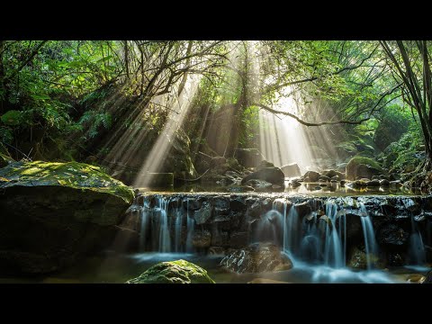 Early Morning Birds Singing | Relaxing sound for Sleep, Study or Meditation |  3 HOURS