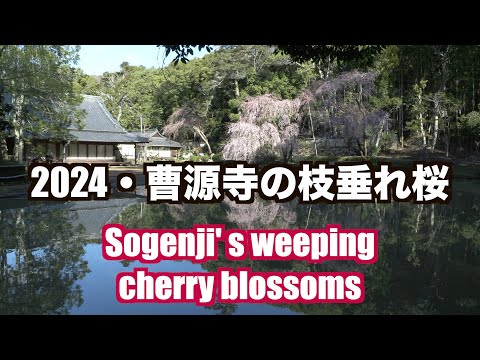 2024・岡山「曹源寺の枝垂桜」が見頃を迎えています。Sogenji's weeping cherry blossms　（制作　宮﨑　賢）