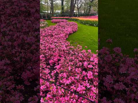 Most Beautiful Spring Garden #flowers #music #relaxing #nature #garden #trending #trendingshorts