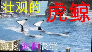 海洋世界壮观的虎鲸，海豚，海狮表演