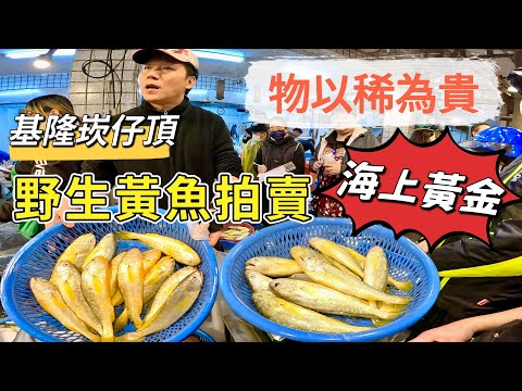 基隆崁仔頂~物以稀為貴~野生黃魚拍賣（海上黃金）~深夜糶手拍賣113/12/14(凌晨二點半）