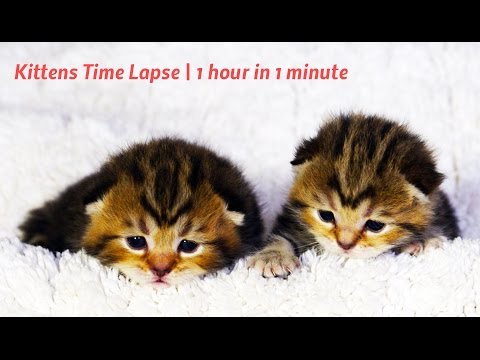 Kittens Time Lapse | 1 hour in 1 minute