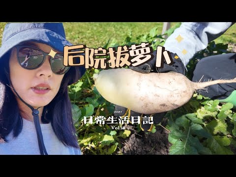 🇨🇦后院的菜地进行清理工作，白萝卜迎来了大丰收，收割的过程却异常辛劳