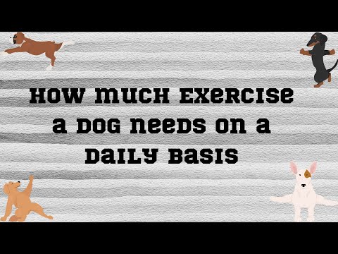 How much Exercise a dog needs on a daily basis for small, medium and large breeds