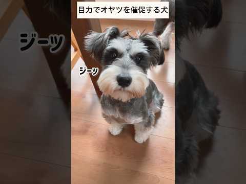 【ミニチュアシュナウザー】目力でオヤツを催促する犬 #shorts #犬のいる暮らし # #miniatureschnauzer #schnauzer #かわいい犬 #ペット動画