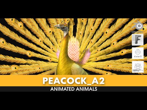 Peacock A2