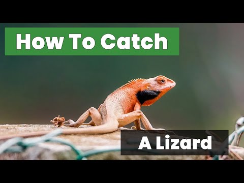 House Lizard Removal: How to Catch a Lizard Safely and Release It Outside - Quick Guide