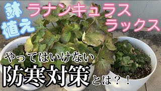 鉢植えラックスの防寒対策【ラナンキュラスラックス】【ガーデニング】【園芸のぶチャンネル】