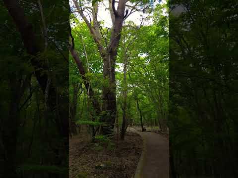 【癒し動画】大分県玖珠郡九重町　タデ原湿原　#nature 　#松山千春　#shorts