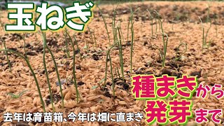 玉ねぎ栽培①　種まきから発芽まで　2023年