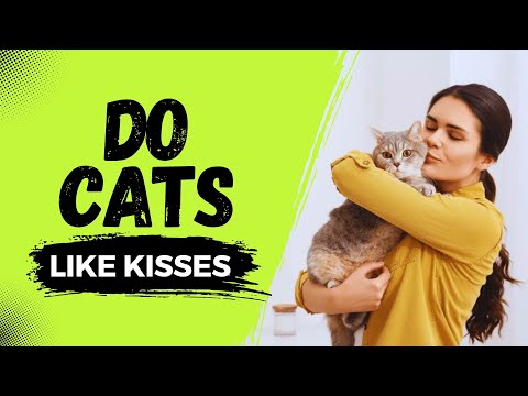 Do Cats Like Kisses?