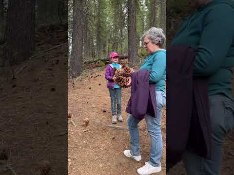 Central Oregon Sugar Pine Trees