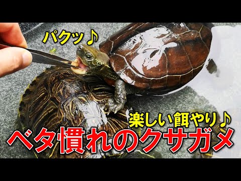 慣れてきたクサガメとミシシッピアカミミガメに直接餌を与えてみた