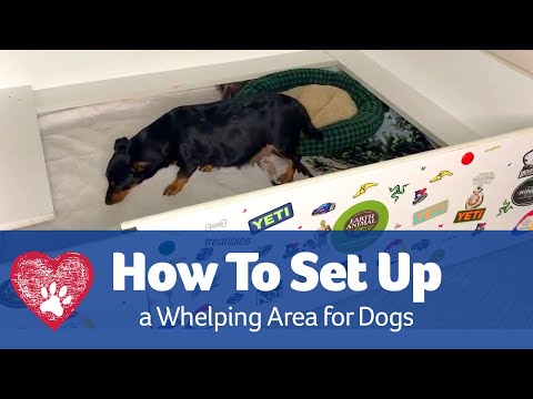 How to Set Up a Whelping Area for Dogs