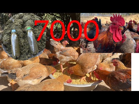 Full video: how to care for 7,000 free-range chickens in winter - chicken farm - poultry farming.