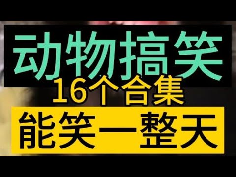 动物搞笑爆笑16个合集，能笑一整天。大猩猩，猫猫，喵喵，狗狗，天鹅，鳄鱼，哈士奇二哈，松鼠，牛，袋鼠，海豚，金龙鱼，金蝉。动物笑话大全爆笑 ，搞笑配音，搞笑视频。Animal funny