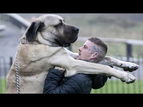 The BIGGEST dog in the UK / THE FEARSOME TURKISH MALAKLI / Anatolian Lion