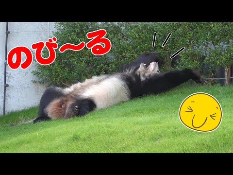 のび～る姿披露🐼今日も元気なパンダファミリーにほっこり✨