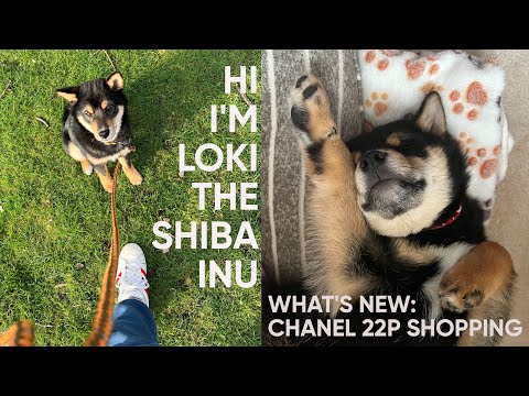 🐶LOKI THE SHIBA INU: 5 months old puppy trying new collar | 黑柴犬芝麻卷日記