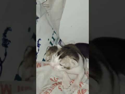 1Week old kitten is searching for his mother cat with his recently opened eyes 👀❤️😍🐈#shorts