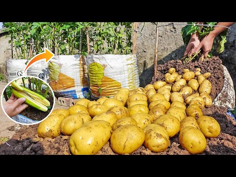 How to grow potatoes in a bag without a garden, Using natural fertilizers - Too many tubers