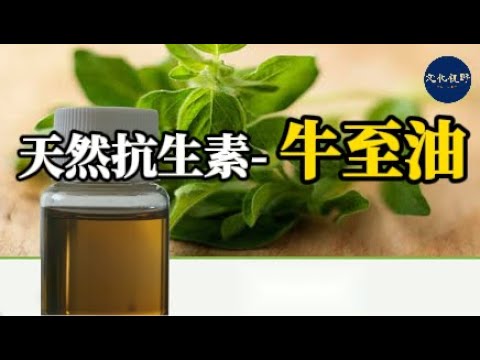 【健康】天然抗生素- 牛至油具有強大的抗炎、抗菌和抗氧化特性【文化視野】