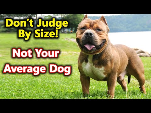 6 WAYS Pocket Bully ARE DIFFERENT FROM OTHER DOGS