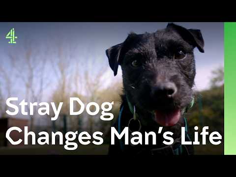 A stray dog helps a grieving husband | The Dog House 🐶 | Crackerz the terrier