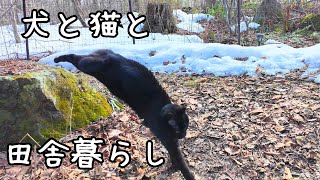 犬と猫と夫婦二人、田舎暮らしの休日