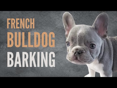 French Bulldog Barking Sound Effects // Barking Sounds For Dogs Playing