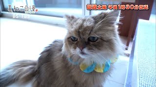 ねこ自慢＃36ご出演ニャンコたち【5月23日OA】