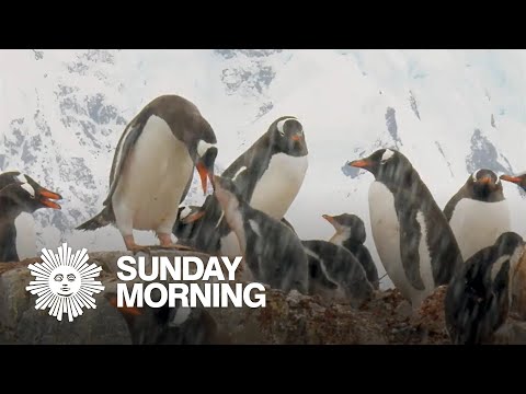 Nature: Penguins in Antarctica