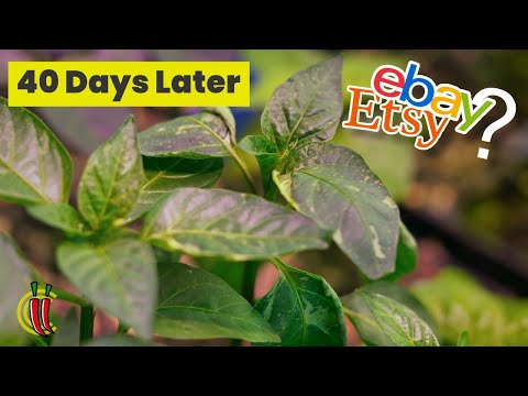 eBay/Etsy and "Pepper X" Chilli Seeds Experiment - 40 Days