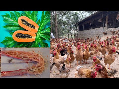 Chicken Farm - How to deworm chickens with papaya - how to prepare.