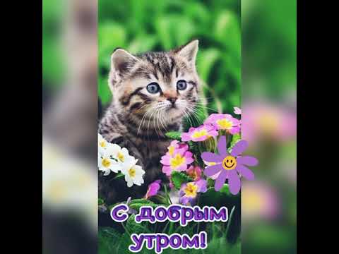 Доброго Утра! Пусть День☀ пройдёт Прекрасно!