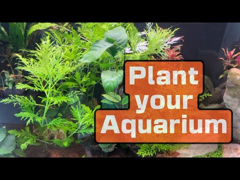 Tackling the challenge of aquascaping a 55-gallon planted aquarium