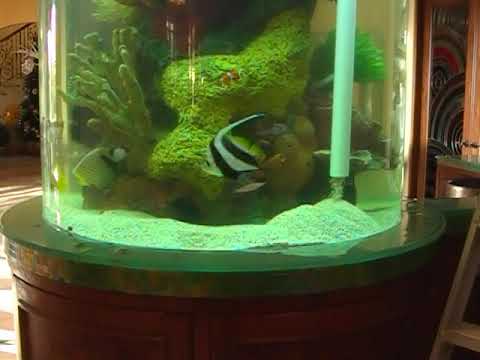 Chromis Red Sore Issue, LA Fishguys, Episode 77, Part 3