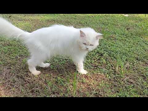 cute cat video 😻😻 subscribe all