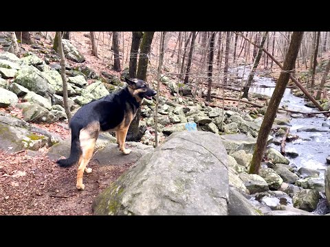 Ep141 Waterfall at Black River!  German Shepherd's Hiking Video Series Hiking with our Dog