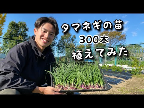 玉ねぎの苗植えてみた！【玉ねぎ栽培】