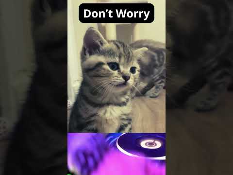 Cat Pop Song : Don’t Worry