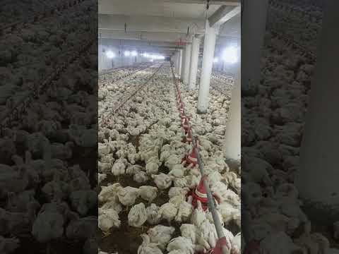 #poultryfarmbusinessplan #murgifarm #murgi_palan #broilerchick #henfarm poultry farm