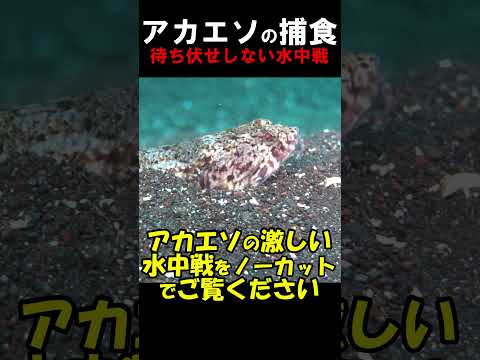 肉食魚は楽じゃない　#水中映像 #捕食  #失敗 @aquaticpro