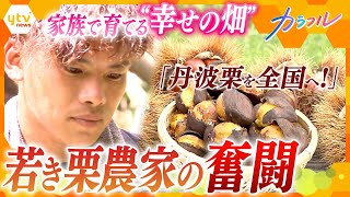 丹波地方以外ではめったに食べられない丹波栗、普及のため家族と奮闘する若手栗農家が見つけた幸せとは？【かんさい情報ネット ten.特集/カラフル】