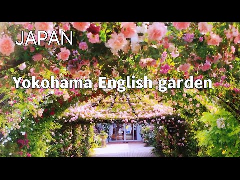 【日本旅行】2022Yokohama EnglishGarden（横浜ガーデン）