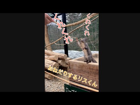 おねだりするリス / リスの森飛騨山野草自然庭 / リスの森 / Sciurus vulgaris orientis / japan