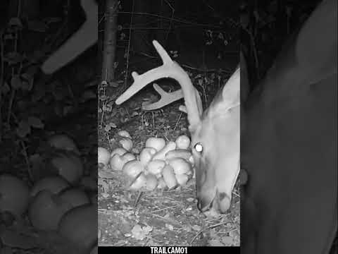 Whitetail Deer chewing a tasty Apple from a Pile of Fruit! #wildlife #trailcam #whitetaildeer #asmr