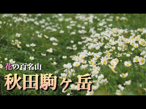 【花の百名山】 6月 秋田駒ヶ岳　悪天候の中ムーミン谷を目指す花活