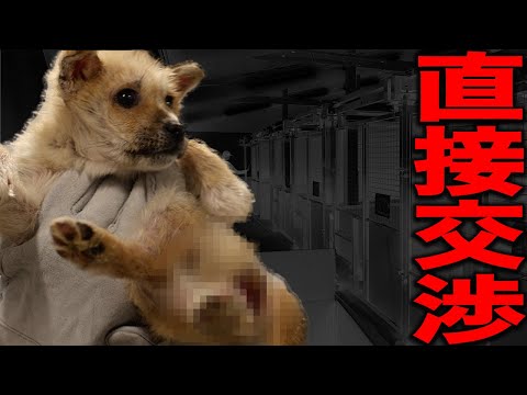 【終わった...】犬を助けたいだけなのに！愛護センターに直接交渉してみた結果...