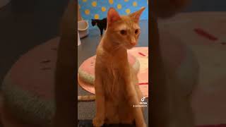 Kittens in Kittenland at Sydney's Cat Cafe Catmosphere! #kittencafe #catcafe #kitten #catvideos #cat